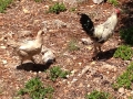 Neighbours hens foraging under our olive trees