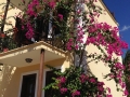 Romantic bougainvillea climbing balconies