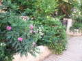 By front gate