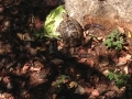 Another visitor amongst the carob beans