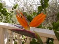 Bird of Paradise flower