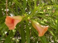 Yet more blooms