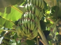 Our prolific banana trees