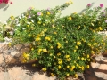 Yellow flowers at  Yellow Villa