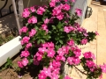 Kalkan flowers