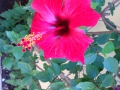 Lovely hibiscus bloom