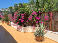 Bougainvillea